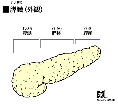 膵臓